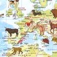 Dětská nástěnná mapa Svět zvířat

