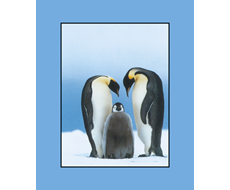 Foto-plakát National Geographic: Tučňáci 