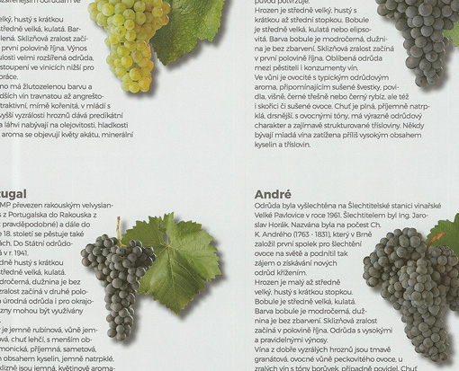 Vinná Réva Odrůdy: Průvodce Světem Vína () Vinná Réva Odrůdy: Průvodce Světem Vína