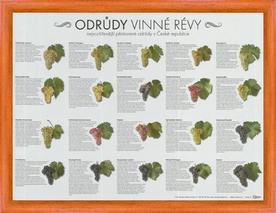 Poster Odrůdy vinné révy